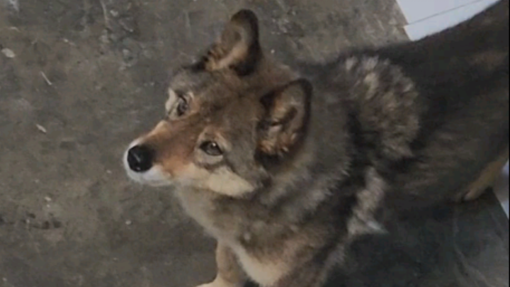 Con chó ngốc, chỉ cần ngẩng đầu lên là thấy tớ rồi