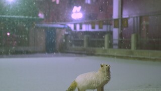 瑞雪兆丰：人和猫咪有些快乐是相通的