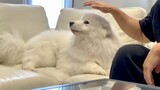 Samoyed: Should I touch it or not?