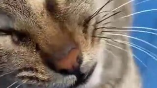 Country cats have never been so happy