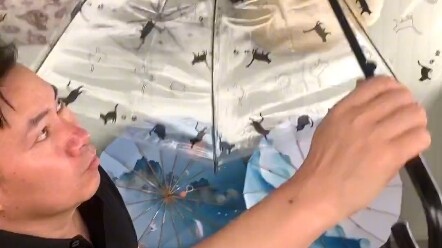 ร่มแมวดำใส