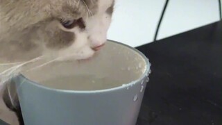 笨蛋小猫和它的犟种父亲。