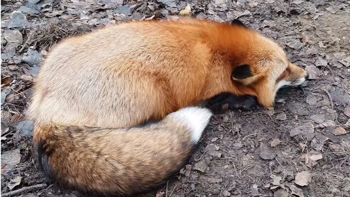 الثعلب الصغير المُستَغَل يشعر بالظلم وينتحب 🥺 ★ الحلقة الأولى