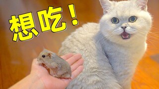 The little hamster has officially moved into a multi-cat household. What will it be like to live wit