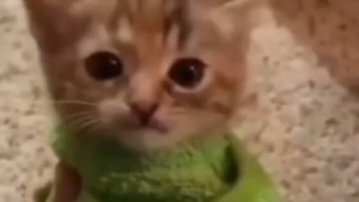 可以增大脑容量的猫猫meme