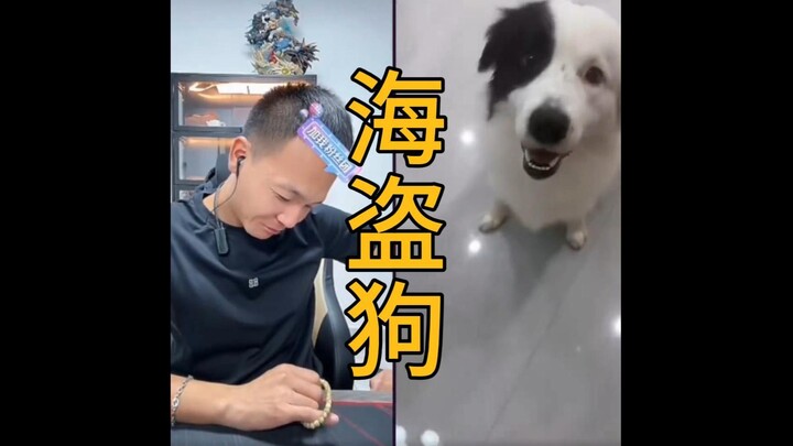 Di siaran langsung Pan Hong tiba-tiba muncul anjing bajak laut yang sama sekali tidak mau makan, han