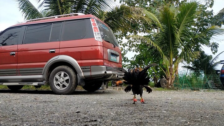 patapon talon kalang sa butaw pero Ang galing mo pag may tari