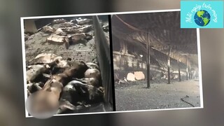 Cháy lớn 'TRẠI NUÔI LỢN' ở Hải Dương, hơn 400 con bị 'THIÊU RỤI' #tintuchay