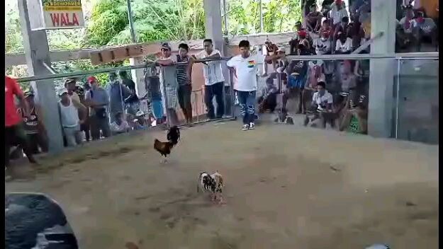 Tejanos Bulik win