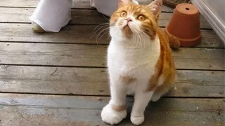 Funny Animal Videos Compilation