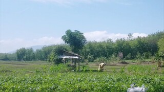 di kebun