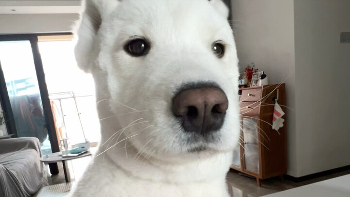 Sehari penuh berenergi dari si cewek anjing yang disiplin kelahiran 2020-an