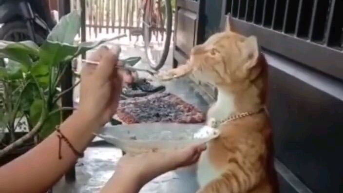 kucing makan disuapin