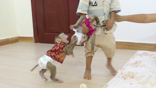 Happy Family!! Baby Monkey Maki and Maku Very Happy Playing With Brother Hour In Room