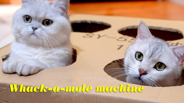 Cat|The Kitten Plays the Whack-A-Mole Machine