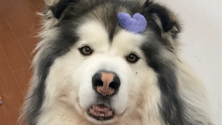 ที่แท้สุนัขก็รับรู้ได้ว่าเจ้าของกำลังตั้งครรภ์จริงๆ...