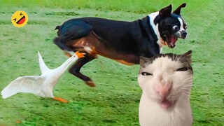 Funniest Cats And Dogs Videos 😁 - Best Funny Animal Videos 2024 🥰#11