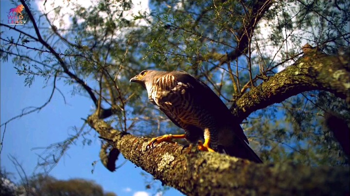 African birds nature documents