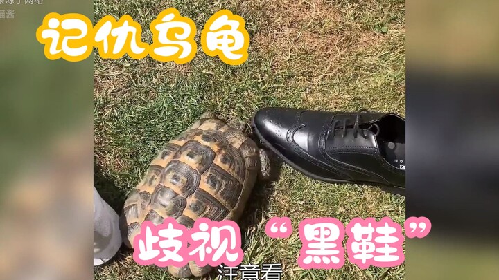 سلحفاة حاقدة تميّز ضد "الأحذية السوداء" وتختار فقط الاصطدام بها؛ نشطاء الإنترنت يقترحون ترقيتها إلى 