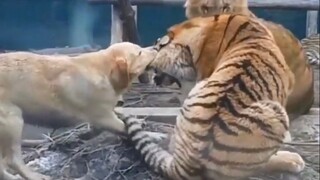 Bạn có thể cưỡng lại nỗ lực kéo dài hai mươi năm này không?
