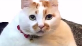 网  络  素  颜