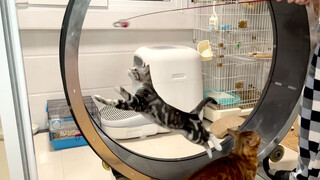 I made a treadmill for my cat. He run so fast like he was flying!
