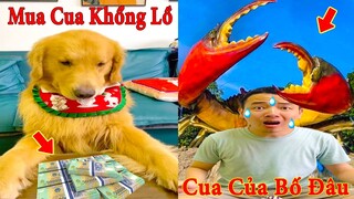 Thú Cưng TV | Tứ Mao Đại Náo #16 | Chó Golden Gâu Đần thông minh vui nhộn | Pets cute dog