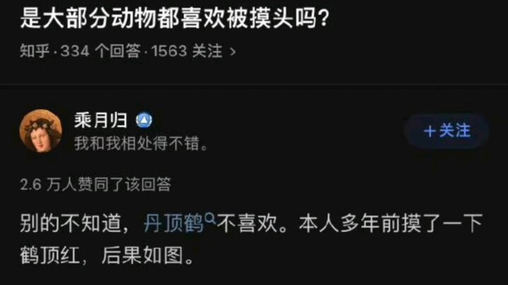 สัตว์ส่วนใหญ่ชอบให้คนลูบหัวใช่ไหม?