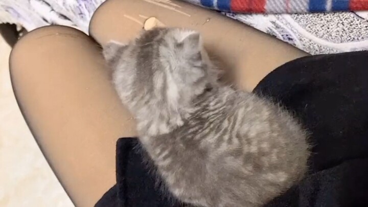 How can a decent cat do this?