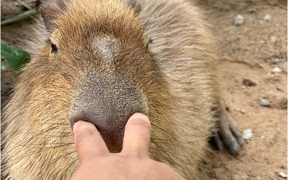 كابيبارا: أكره الأشخاص الذين لا يعرفون حدودهم!