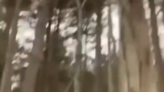 Pohon: Teman-teman kecil, menurut kalian apakah yang aku lakukan ini benar?