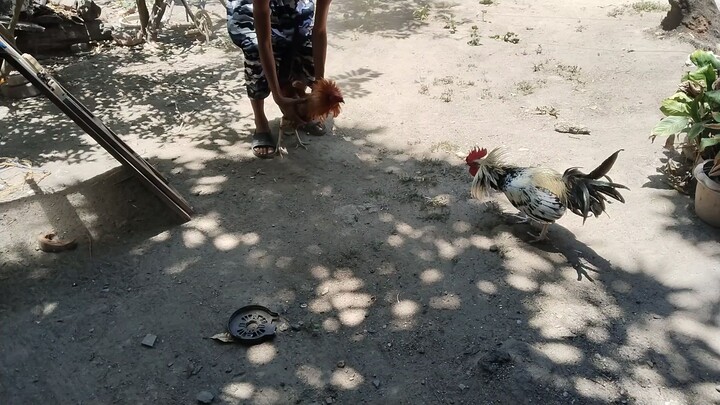 malatuba vs kanaway manok ng tropa