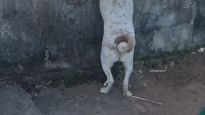 เมื่อข้างบ้านทะเลาะกันเด็กชายถังแก๊สปีตังกุยก็จะเป็นแบบนี้