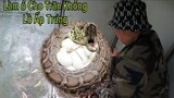 Làm Ổ Cho Trăn Tinh Khổng Lồ Ấp Trứng Cùng Team Săn Bắt Ẩm Thực Vùng Cao|Tuyên QN 88