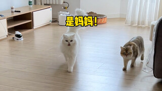 "ถ้าฉันจะได้ไปพบแม่ ฉันจะวิ่งแน่นอน!"