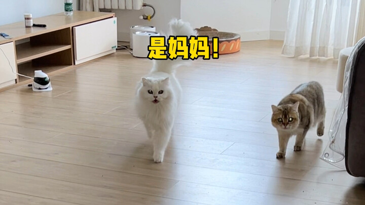 "ถ้าฉันจะได้ไปพบแม่ ฉันจะวิ่งแน่นอน!"