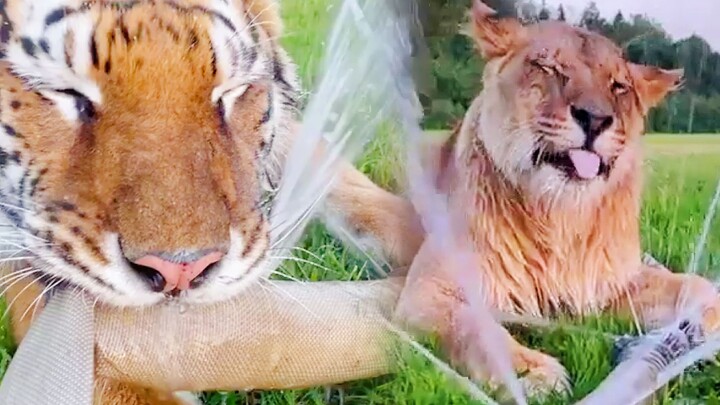 Ketika singa dan harimau menemukan pipa air... Aku benar-benar kagum pada kalian, para pemain licik!