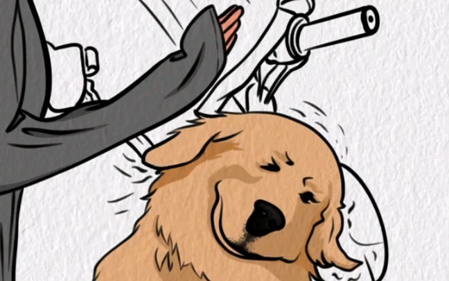 The timid and fierce golden retriever met a corgi on the road and was slapped in the face
