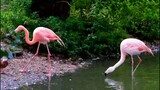 Flamingo and Wild Ducks | Long legged vs Short Legs | Bless Channel