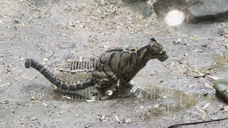 في حال لم تشاهد فيلم Clouded Leopard Laya