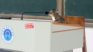 "لا تؤخر التقدم الأكاديمي للقطة إلى جامعة تشينغهوا"