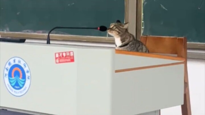 อย่าทำให้พี่แมวเสียเวลาเรียนที่ชิงหัวเลย