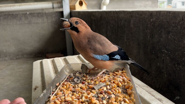 The cunning jay was outsmarted by the young man, losing both his lady and his troops.