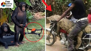 MATALINONG Hayop parang tao kung umasta!! Smart Animals Behaving Like Humans (Compilation)