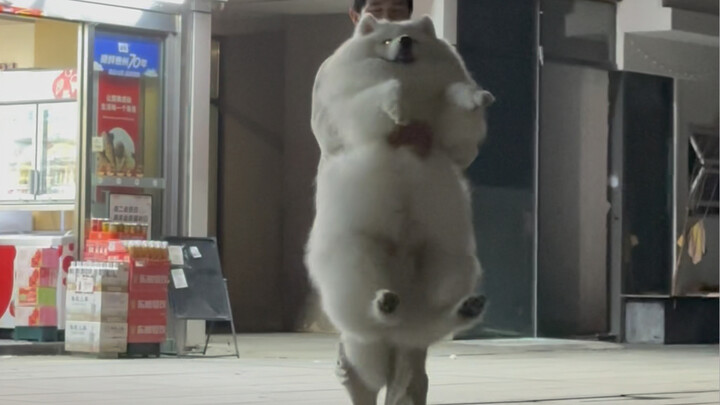 Cúi xuống đến tận nửa đêm cuối cùng cũng lén bắt được con chó rồi!