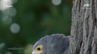 Raptors S1 - Eps. 2 (Animal Planet) May 15th, 2025
