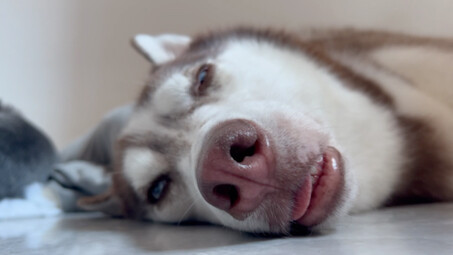 Shiyi’s talking in his sleep again, hahaha!