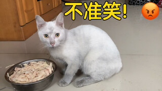 家猫体验了一天流浪猫的生活，回家后换了一只猫！