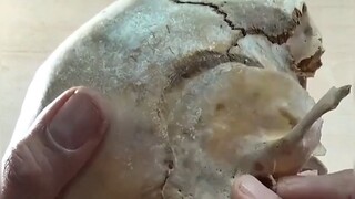 #Berbagi Pengetahuan Sains Populer##Seberapa banyak yang Anda ketahui tentang rahasia tengkorak?