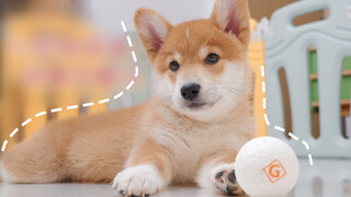 [Động vật]Cún cưng phá nhà tôi rồi